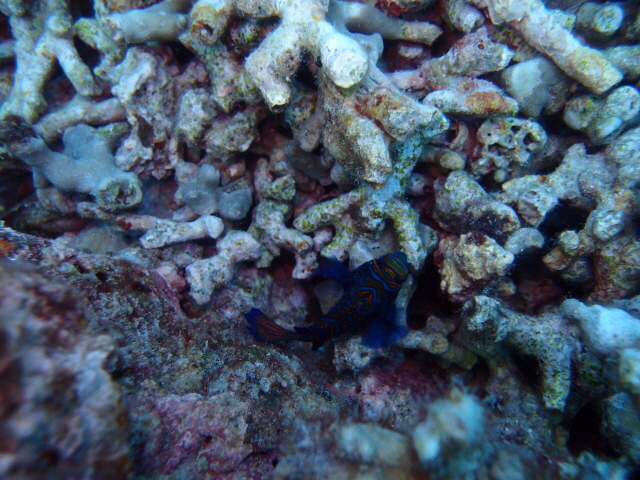 만다린!!!! - 필리핀 말라파스쿠아 - Light House(라이트 하우스)