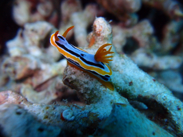 만다린!!!! - 필리핀 말라파스쿠아 - Light House(라이트 하우스)