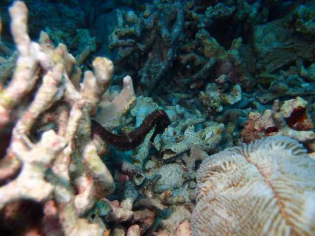 만다린!!!! - 필리핀 말라파스쿠아 - Light House(라이트 하우스)