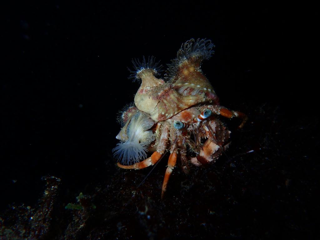Night Dive  - Cebu Mactan - Fun + Sun House Reef (Night Dive)
