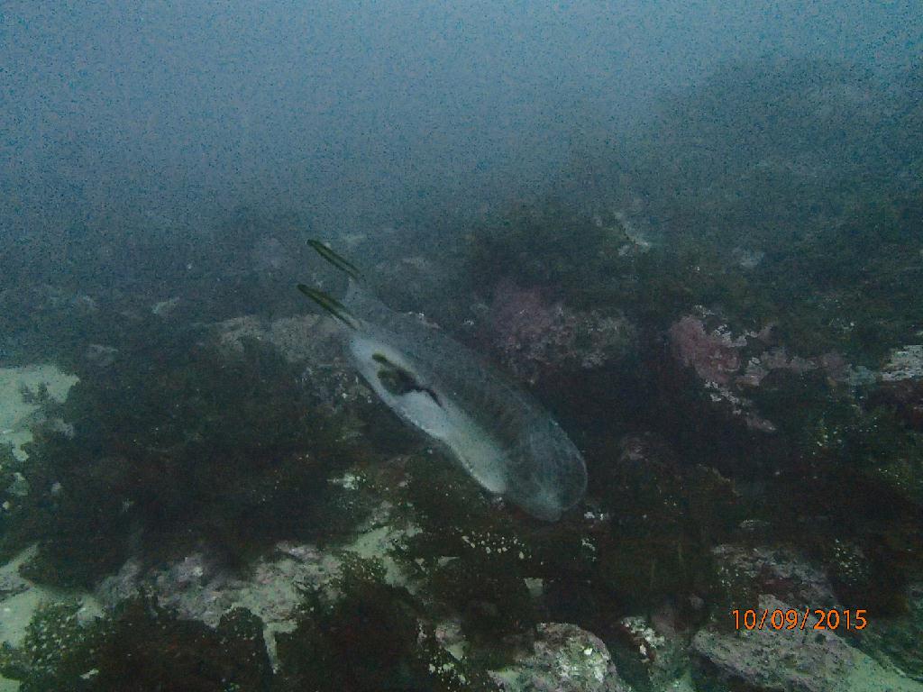 사천다이브 - 비단멍게