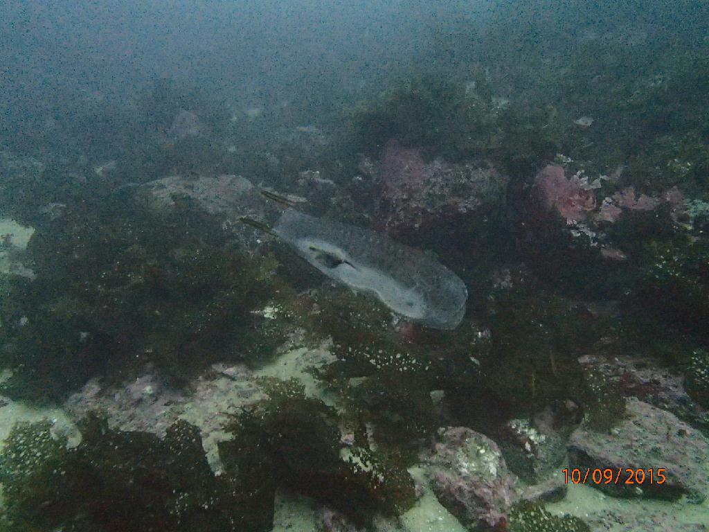 사천다이브 - 비단멍게