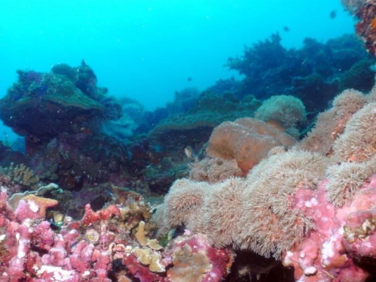 펀다이빙 - 필리핀 세부 씨홀스다이브 - 꼰띠끼(KONTIKI)