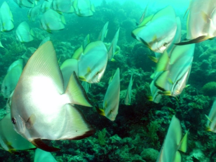 펀다이빙 - 필리핀 세부 씨홀스다이브 - 올랑고 바스코랄(BAS CORAL)