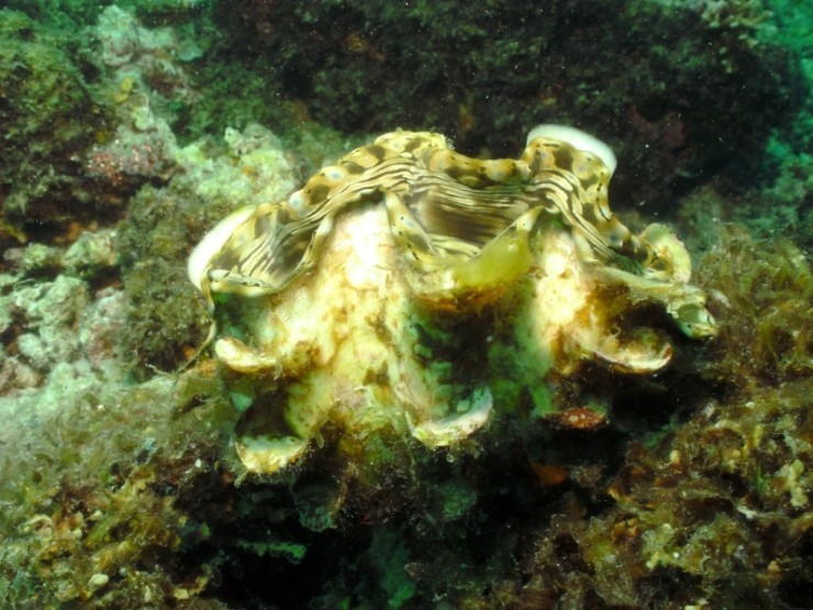 펀다이빙 - 필리핀 세부 씨홀스다이브 - 꼰띠끼(KONTIKI)