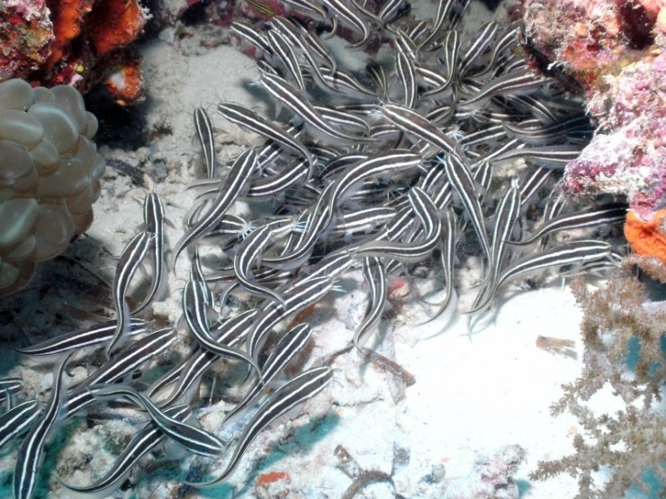 펀다이빙 - 필리핀 세부 씨홀스다이브 - 올랑고 바스코랄(BAS CORAL)