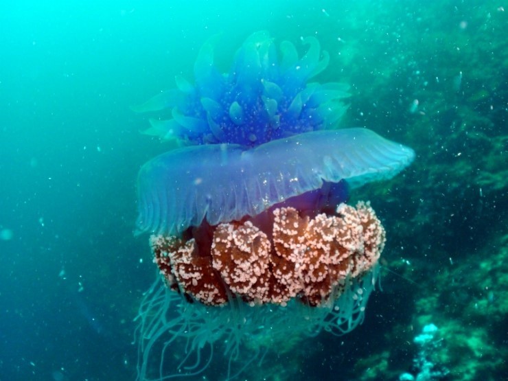 펀다이빙 - 필리핀 세부 씨홀스다이브 - 올랑고 바스코랄(BAS CORAL)