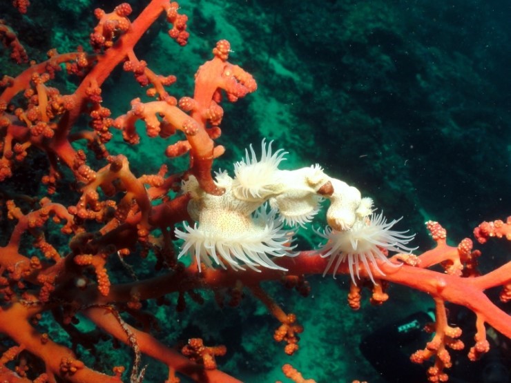 펀다이빙 - 필리핀 세부 씨홀스다이브 - 올랑고 바스코랄(BAS CORAL)