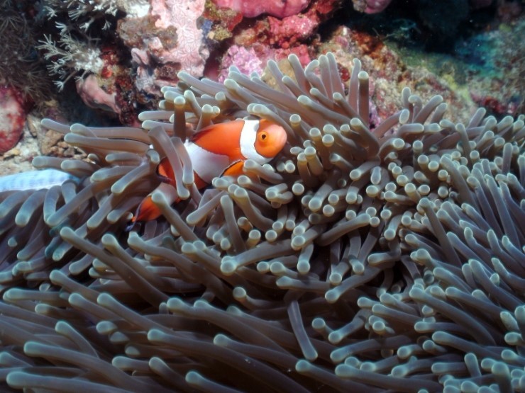 펀다이빙 - 필리핀 세부 씨홀스다이브 - 꼰띠끼(KONTIKI)