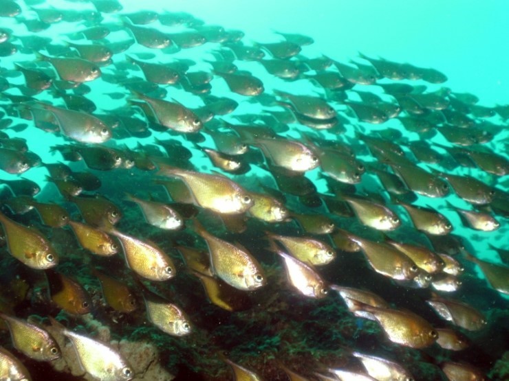 펀다이빙 - 필리핀 세부 씨홀스다이브 - 꼰띠끼(KONTIKI)