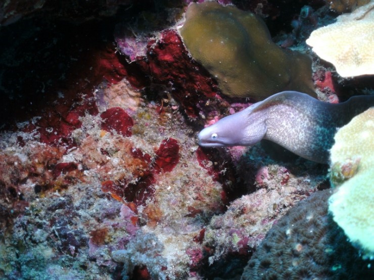 펀다이빙 - 필리핀 세부 씨홀스다이브 - 올랑고 바스코랄(BAS CORAL)