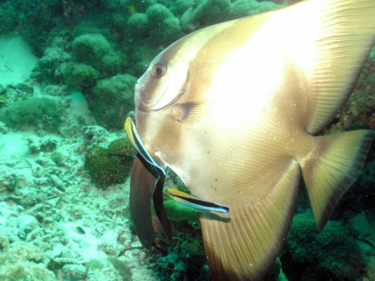 펀다이빙 - 필리핀 세부 씨홀스다이브 - 올랑고 바스코랄(BAS CORAL)