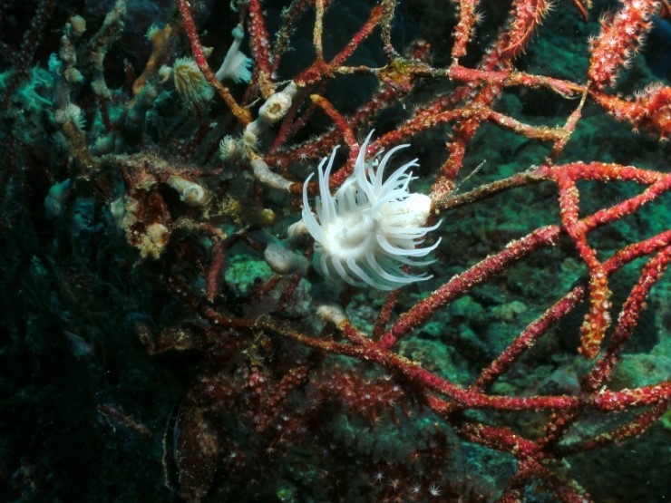 펀다이빙 - 필리핀 세부 씨홀스다이브 - 올랑고 바스코랄(BAS CORAL)