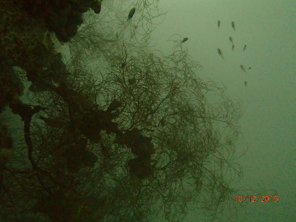 렉 - 코론 - 고교마루