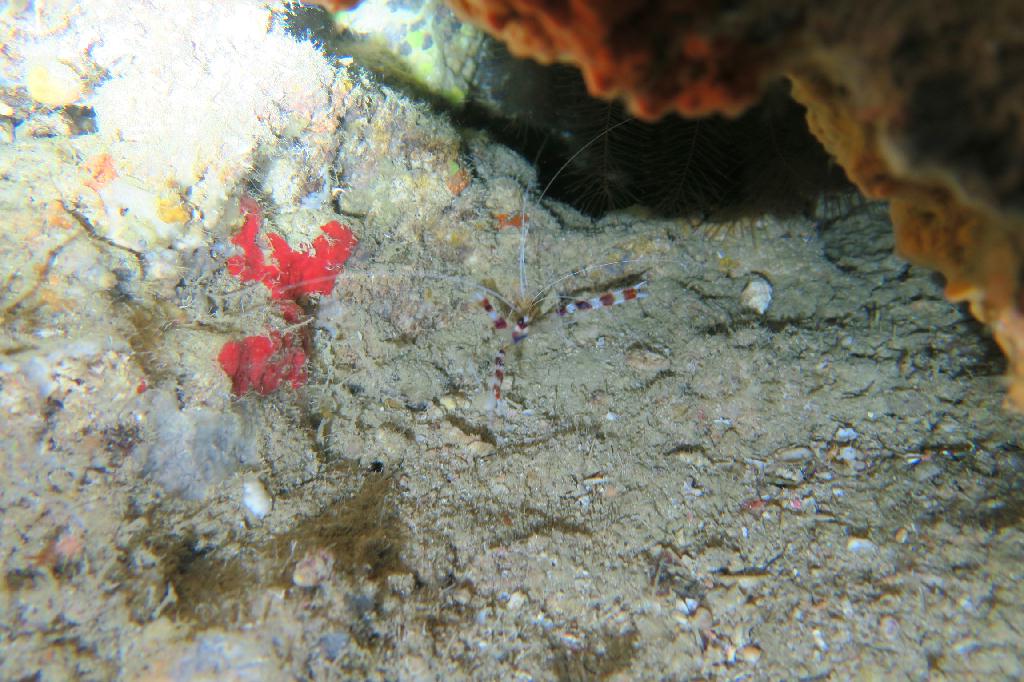 교육 - 모알보알 - pescador