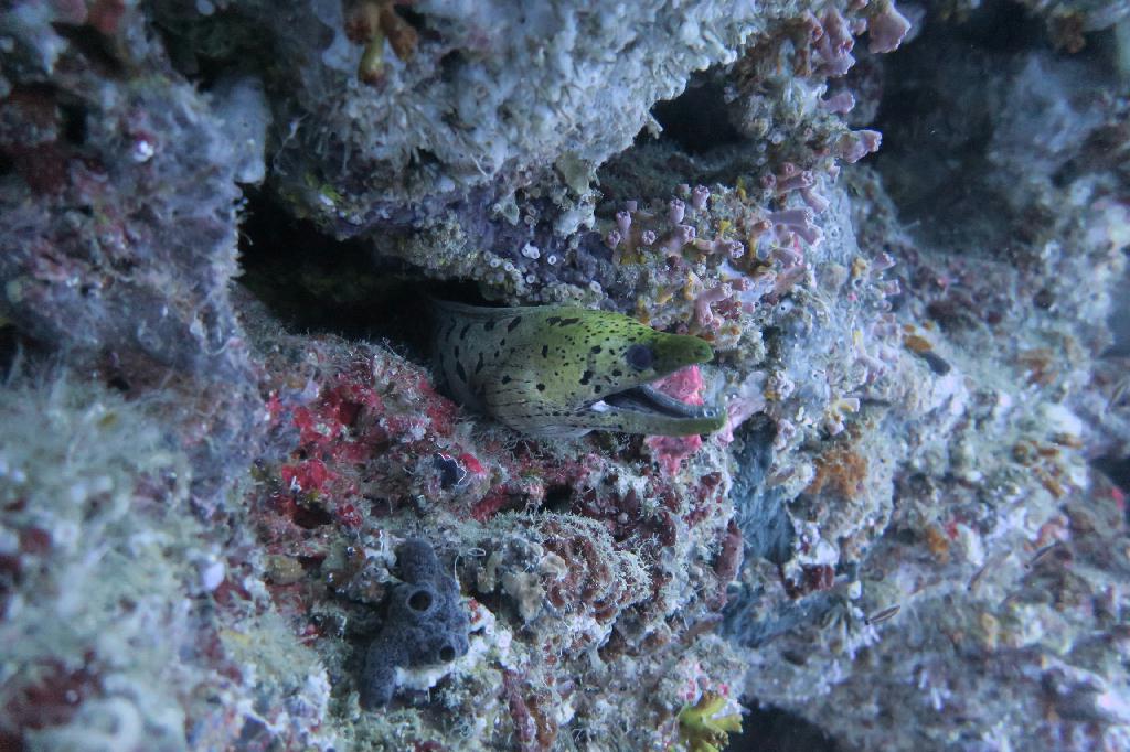 펀다이빙 - 모알보알 - 페스카도르