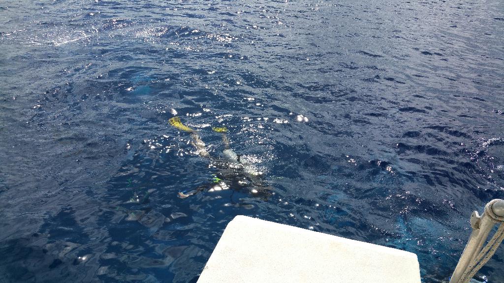 레스큐 다이버 교육 - 괌 하갓냐 - 피시아이