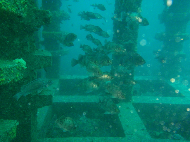 펀다이빙 - 후포 왕돌스쿠버 - 수기포인트