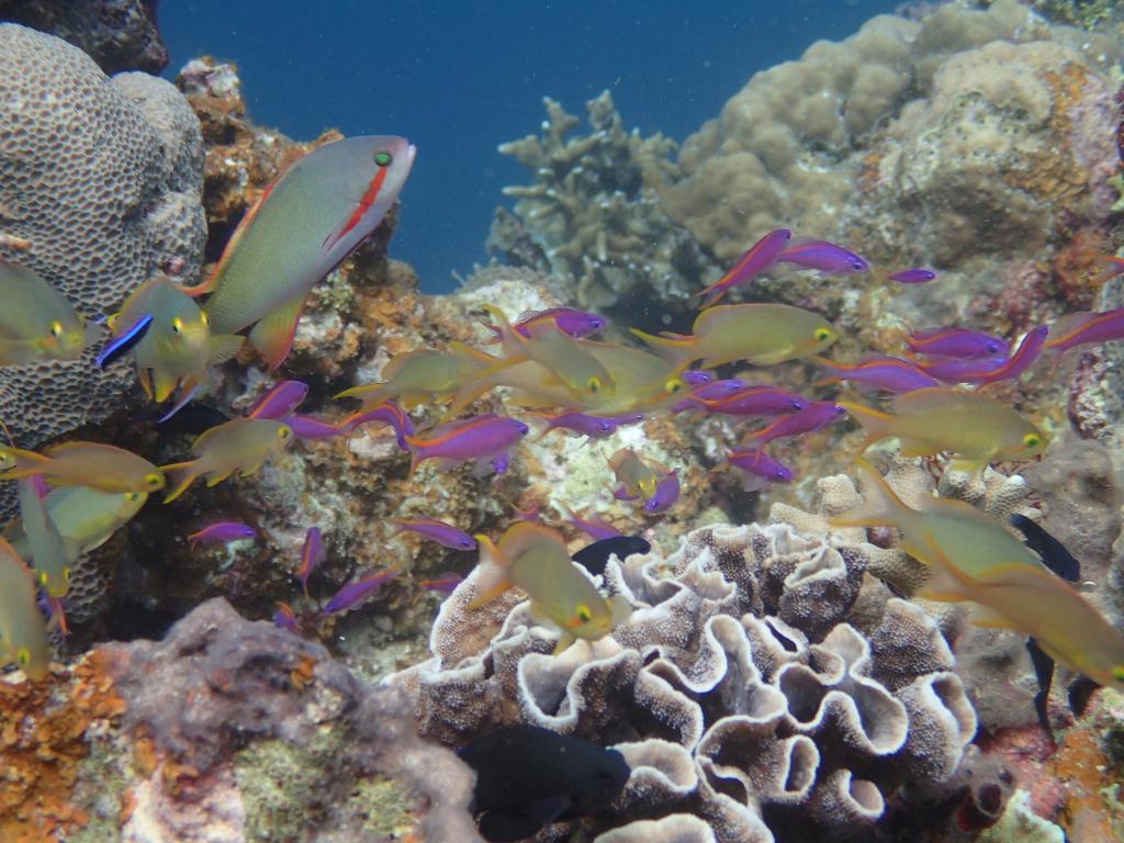 벽타고 가다가 상승. 산호의 정원 - 모알보알 - p t