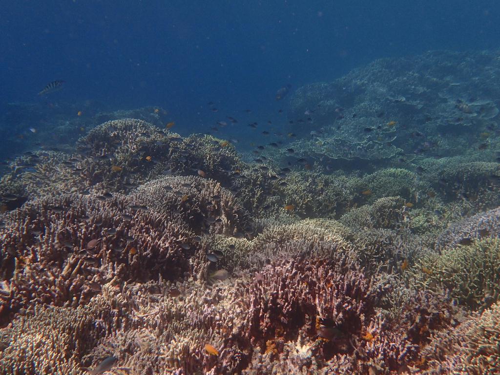 벽타고 가다가 상승. 산호의 정원 - 모알보알 - p t