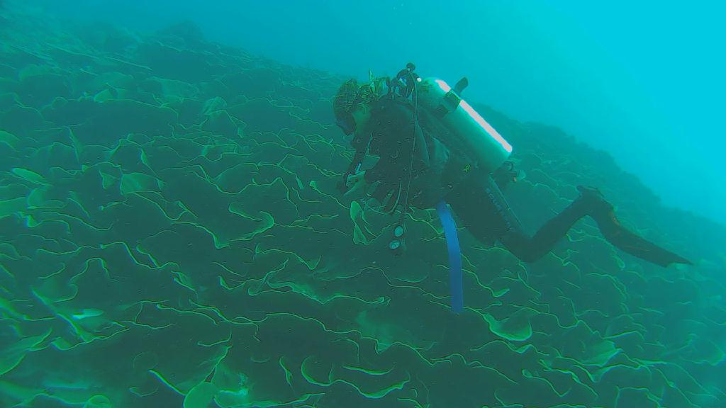 펀 다이빙 - 팔라우 - 우롱채널