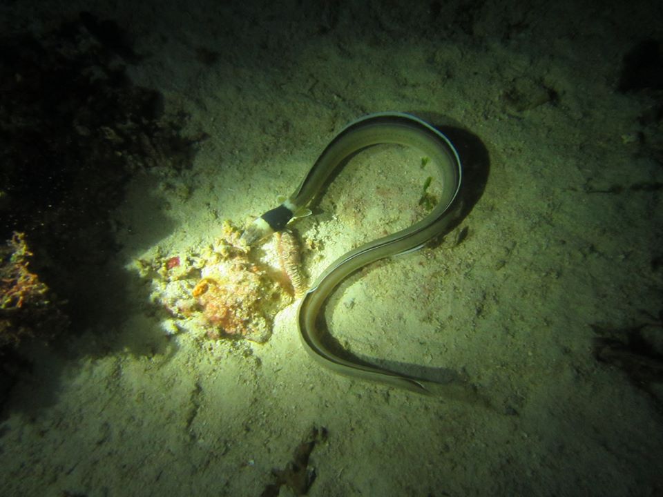 펀 다이빙 - 세부_Only Dive Resort - 막탄 앞바다