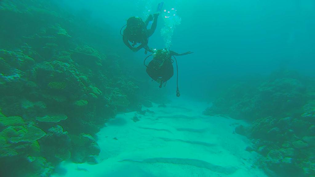 펀 다이빙 - 팔라우 - 우롱채널