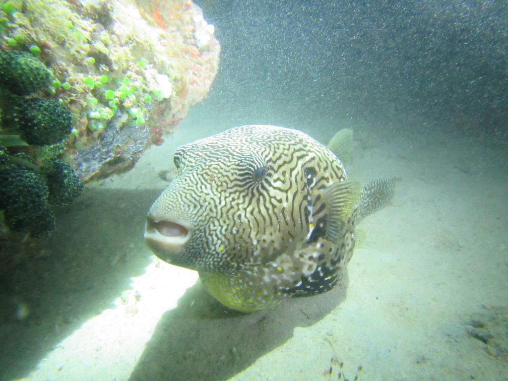 필리핀 사방 아우라리조트 - Sabang Wrecks
