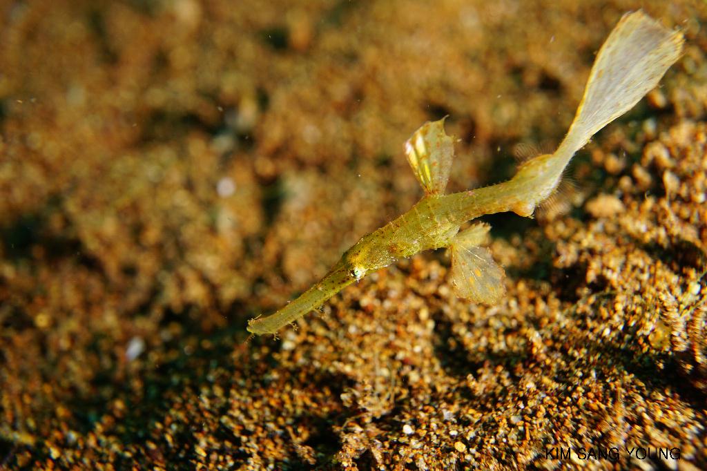 #FUN, #Coral, #Fish awareness, #Muck - *DUMAGUETE, PHL - Dauin North@Dauin Beach