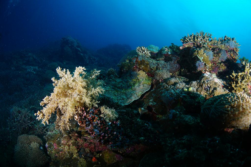 #FUN, #Coral, #Fish awareness  - *DUMAGUETE, PHL - katipanan & Chapel@APO Island