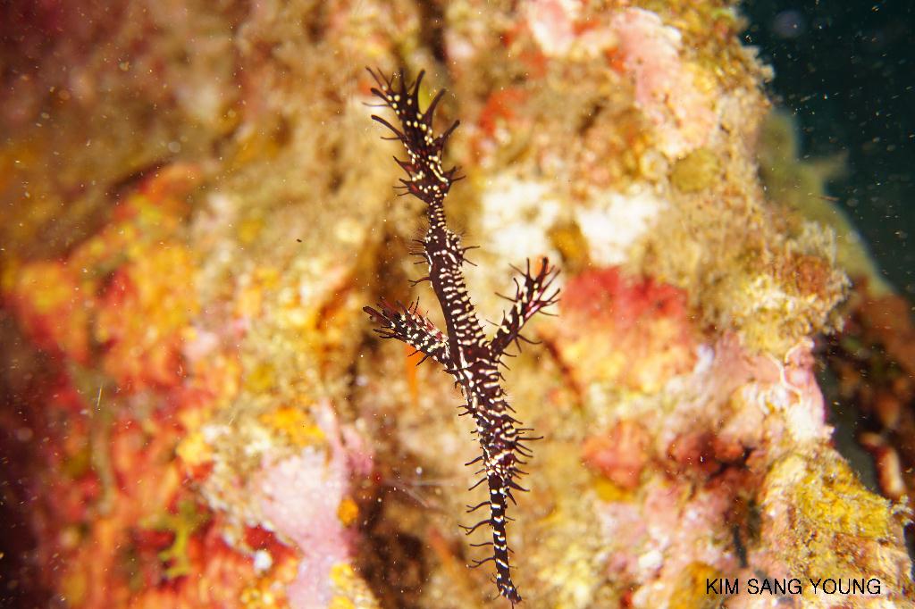 #FUN, #Coral, #Fish awareness, #Muck - *DUMAGUETE, PHL - Car wreck@Dauin Beach