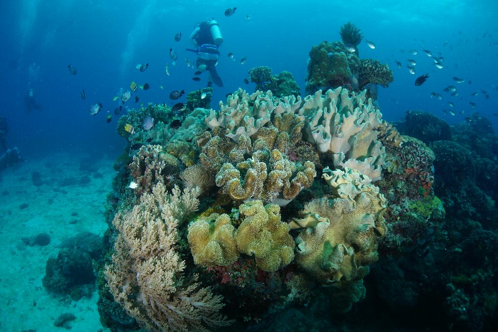 #FUN, #Coral, #Fish awareness  - *DUMAGUETE, PHL - katipanan & Chapel@APO Island