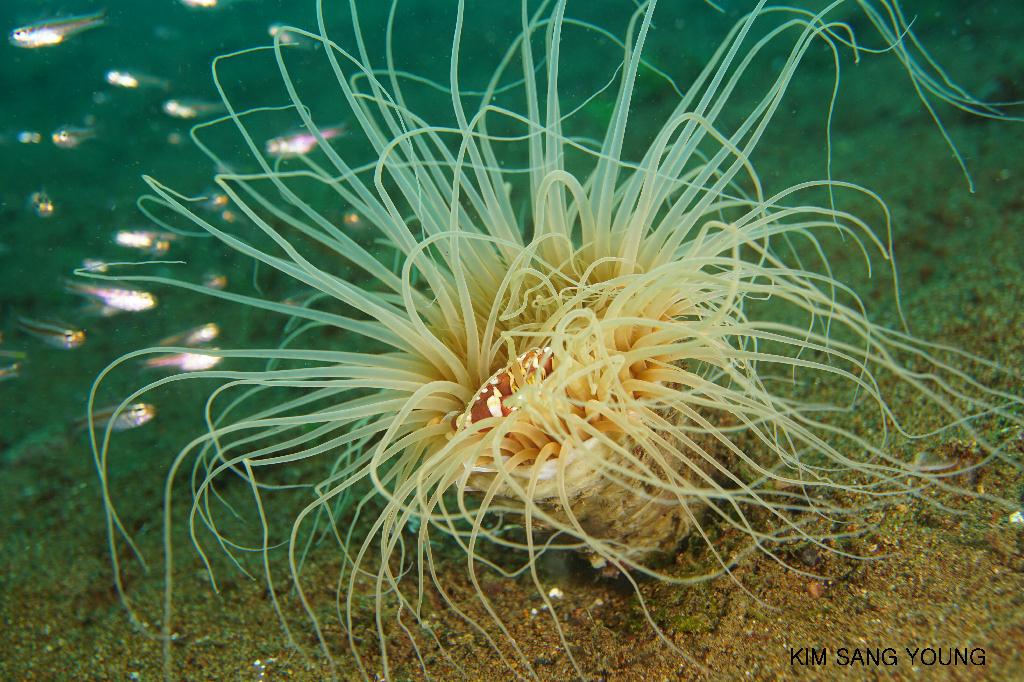 #FUN, #Coral, #Fish awareness, #Muck - *DUMAGUETE, PHL - Dauin North@Dauin Beach
