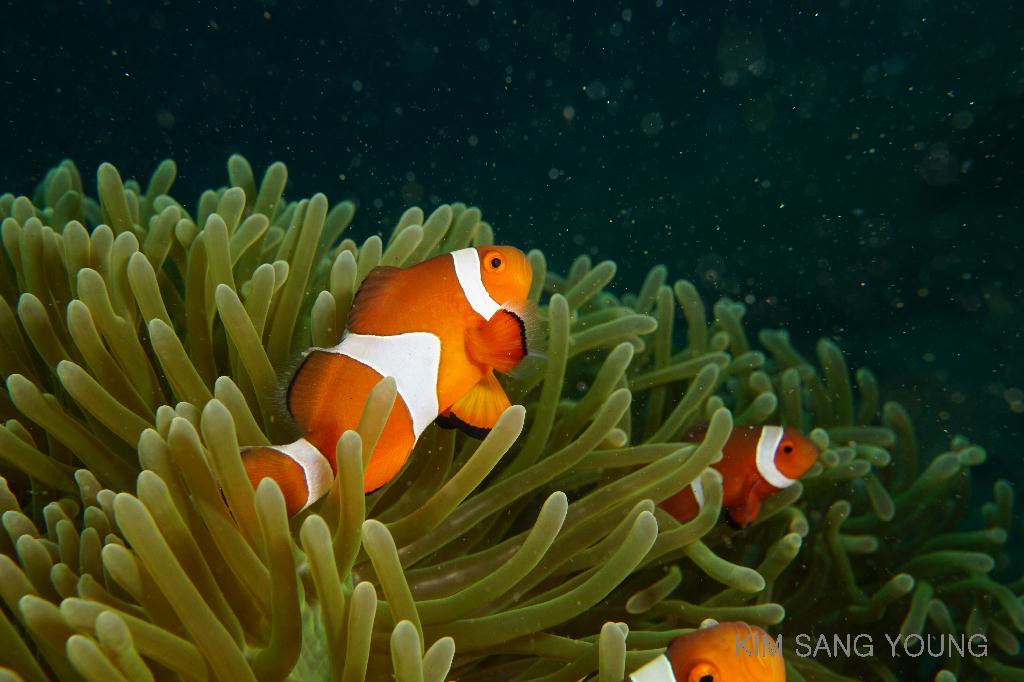 #FUN, #Coral, #Fish awareness, #Muck - *DUMAGUETE, PHL - Masaplod Sanctuary@Dauin Beach
