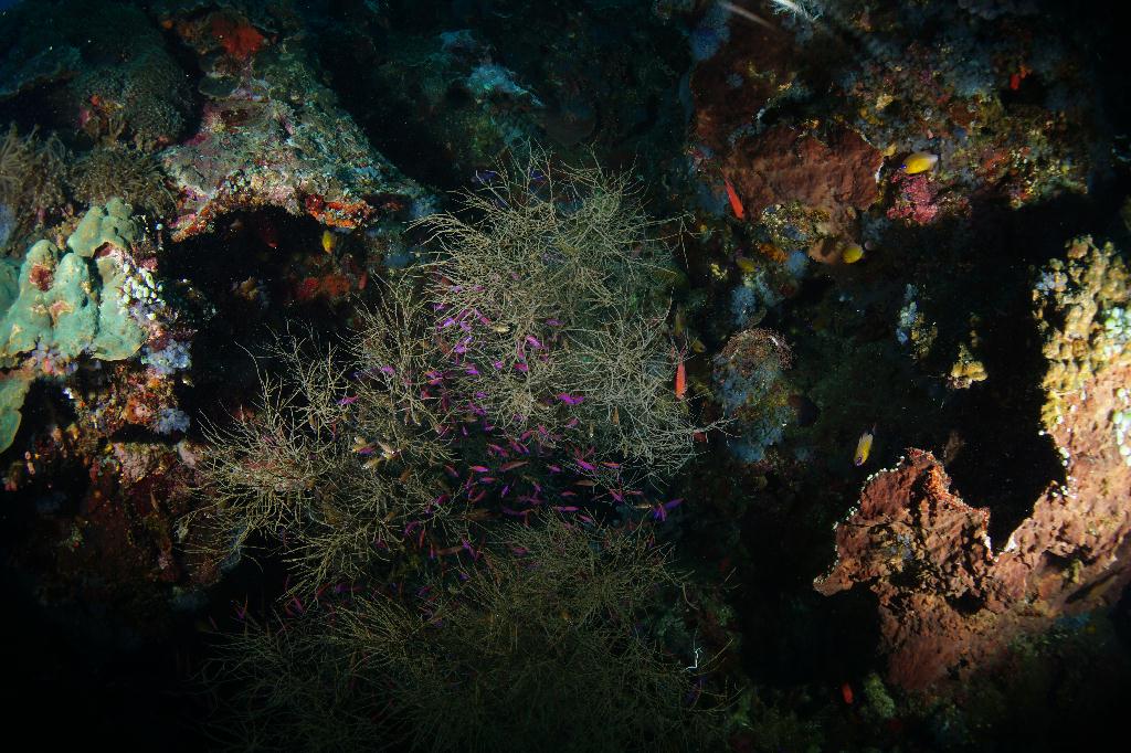 #FUN, #Coral, #Fish awareness  - *DUMAGUETE, PHL - Rock West@APO Island