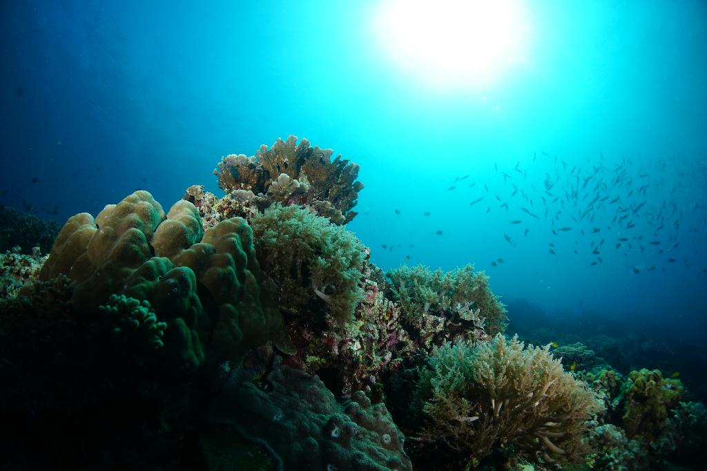 #FUN, #Coral, #Fish awareness  - *DUMAGUETE, PHL - Chapel@APO Island