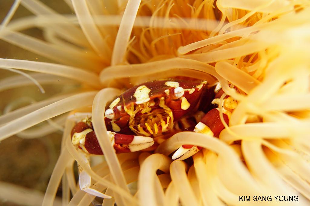 #FUN, #Coral, #Fish awareness, #Muck - *DUMAGUETE, PHL - Dauin North@Dauin Beach