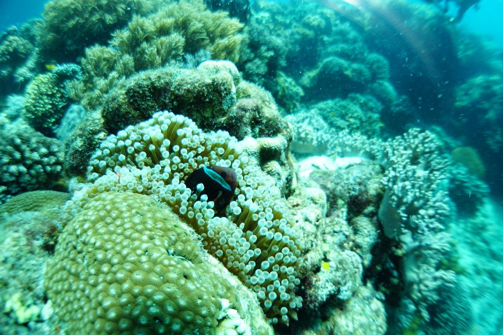 #FUN, #Coral, #Fish awareness  - *DUMAGUETE, PHL - Katipanan@APO Island