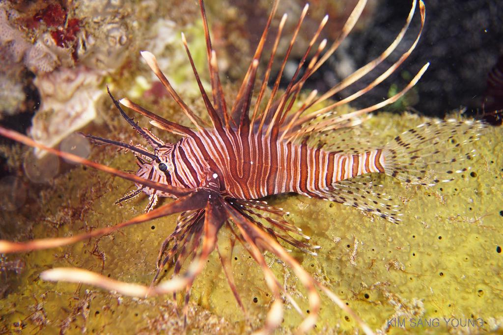 #FUN, #Night, #Fish awareness, #Muck - *DUMAGUETE, PHL - Dauin North@Dauin Beach
