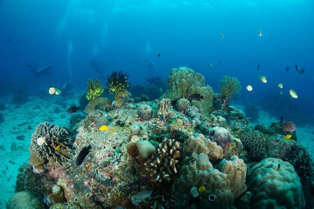 #FUN, #Coral, #Fish awareness  - *DUMAGUETE, PHL - katipanan & Chapel@APO Island