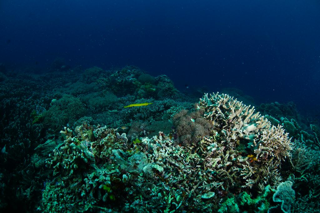 #FUN, #Coral, #Fish awareness  - *DUMAGUETE, PHL - katipanan & Chapel@APO Island