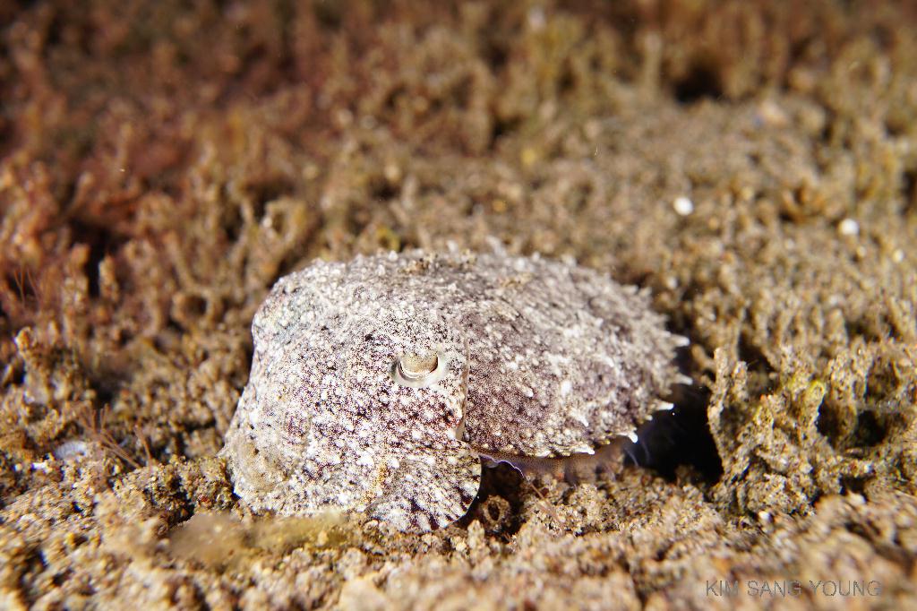#FUN, #Night, #Fish awareness, #Muck - *DUMAGUETE, PHL - Dauin North@Dauin Beach