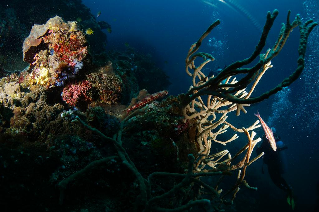 #FUN, #Coral, #Fish awareness  - *DUMAGUETE, PHL - Rock West@APO Island
