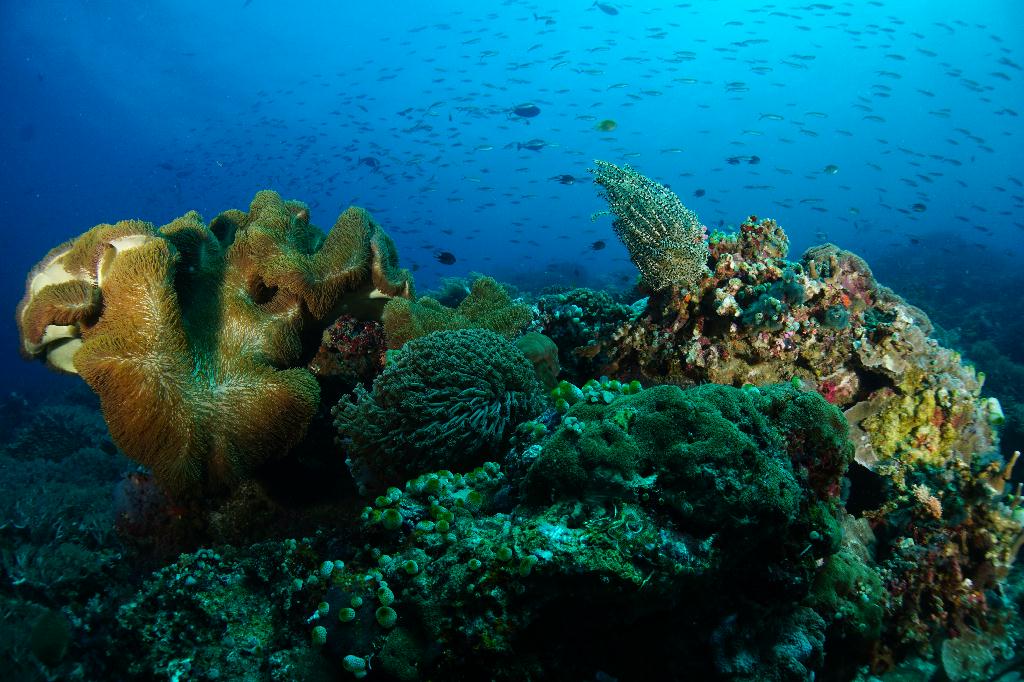 #FUN, #Coral, #Fish awareness  - *DUMAGUETE, PHL - Rock West@APO Island