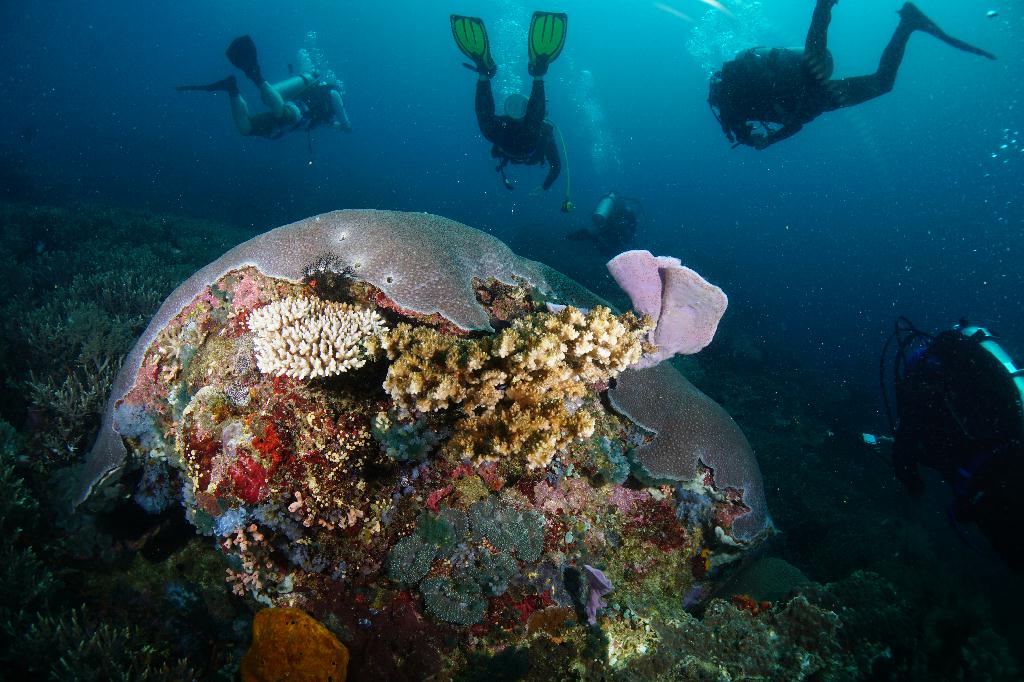 #FUN, #Coral, #Fish awareness  - *DUMAGUETE, PHL - Rock West@APO Island
