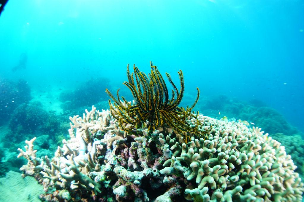 #FUN, #Coral, #Fish awareness  - *DUMAGUETE, PHL - Chapel@APO Island