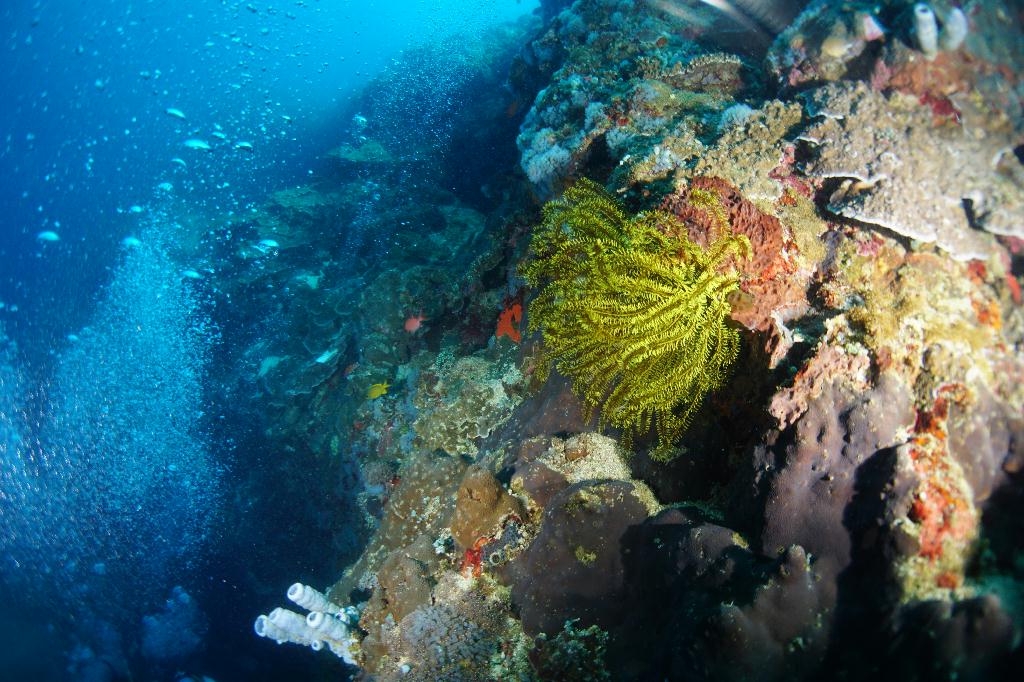 #FUN, #Coral, #Fish awareness  - *DUMAGUETE, PHL - Chapel@APO Island