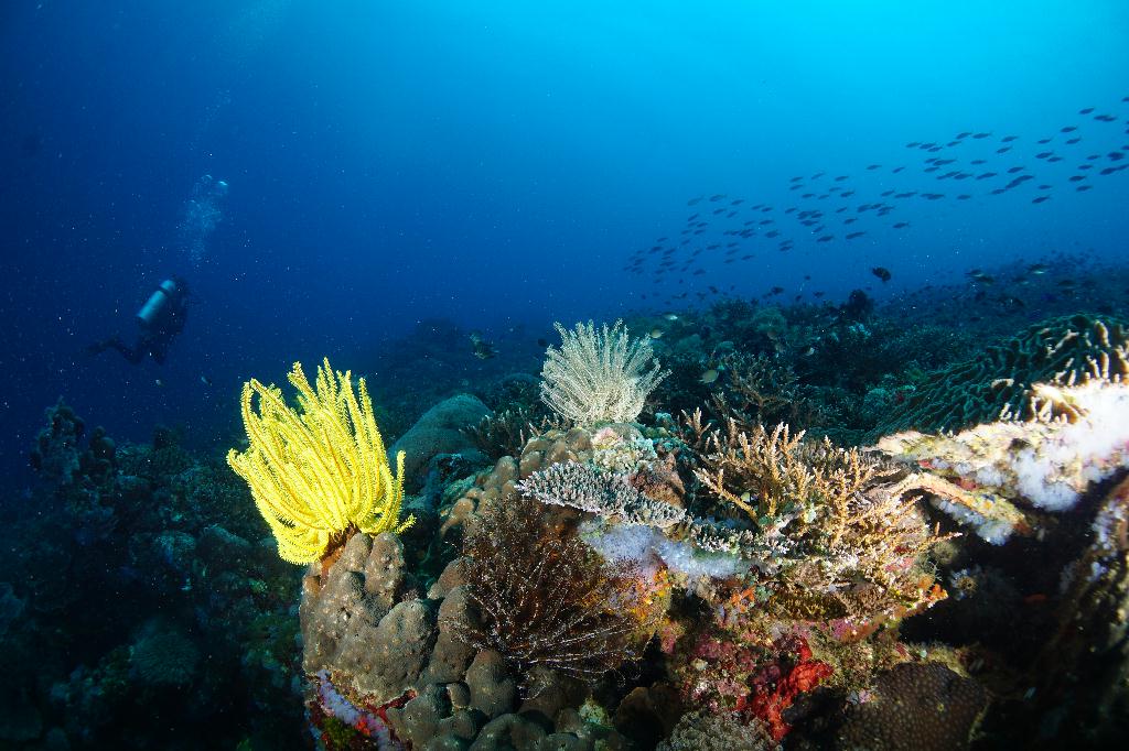 #FUN, #Coral, #Fish awareness  - *DUMAGUETE, PHL - katipanan & Chapel@APO Island