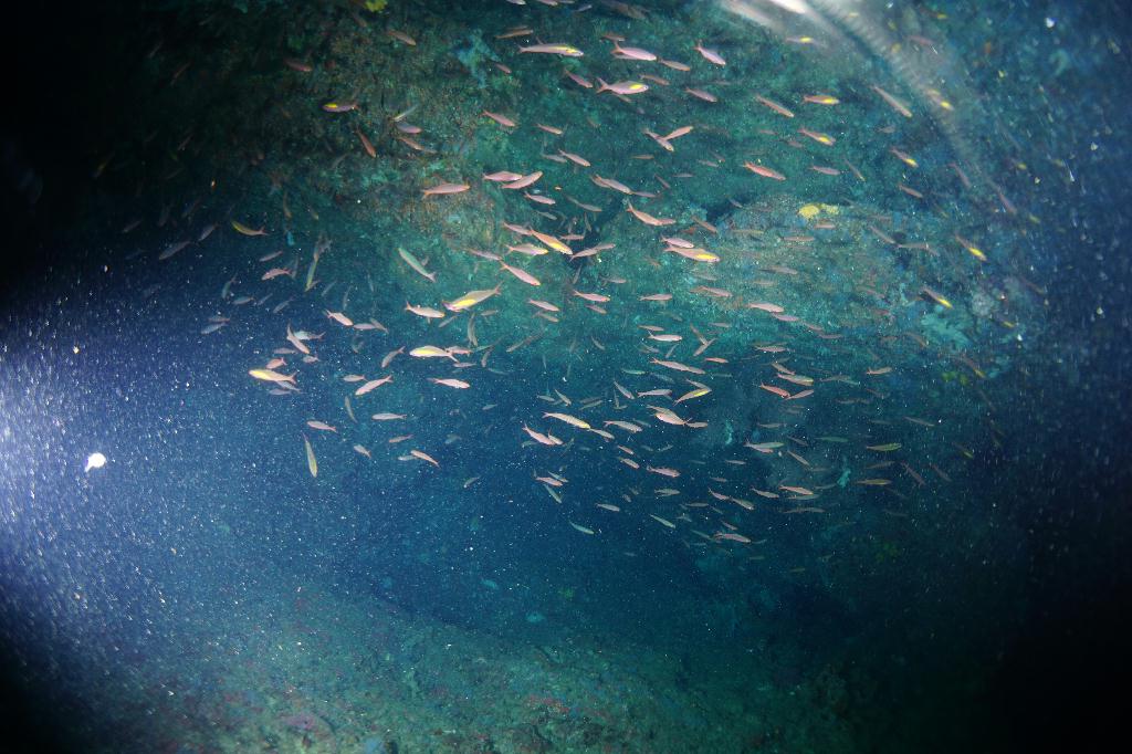 #FUN, #Coral, #Fish awareness  - *DUMAGUETE, PHL - Chapel@APO Island