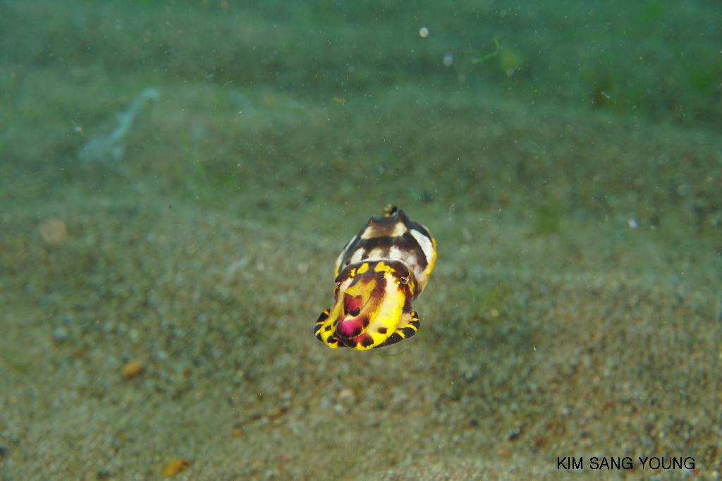 #FUN, #Coral, #Fish awareness, #Muck - *DUMAGUETE, PHL - El dorado beach@Dauin Beach